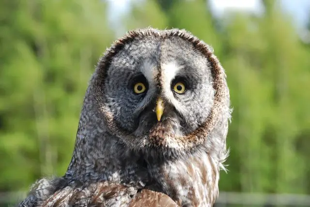 surprised owl