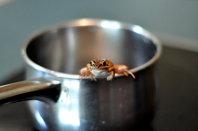 Frog in a pot