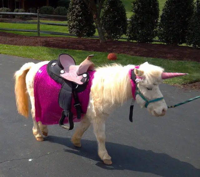 Pony dressed as a unicorn