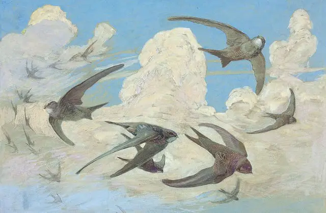 mauersegler painting of birds