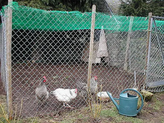 chickens being protected from Avian Flu