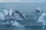 dolphins-