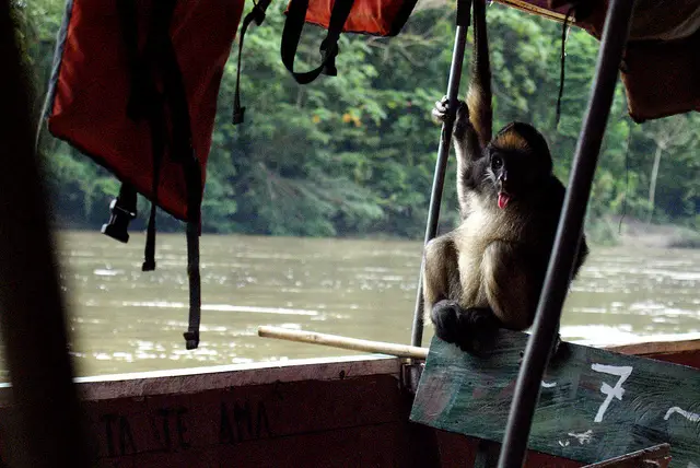 monkey on boat
