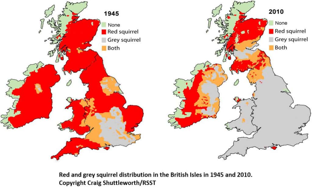 Volunteers being sought to kill invasive grey squirrels