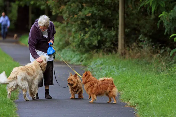 senior woman dog walker