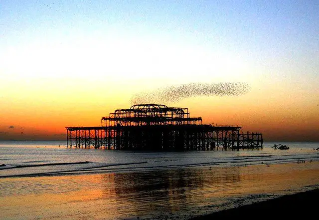 starlings over west pier