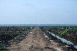 palm oil concession