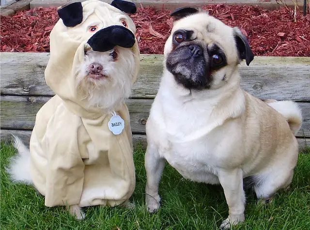 imposter pug