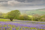 time lapse video stilll jamie russell - bluebells