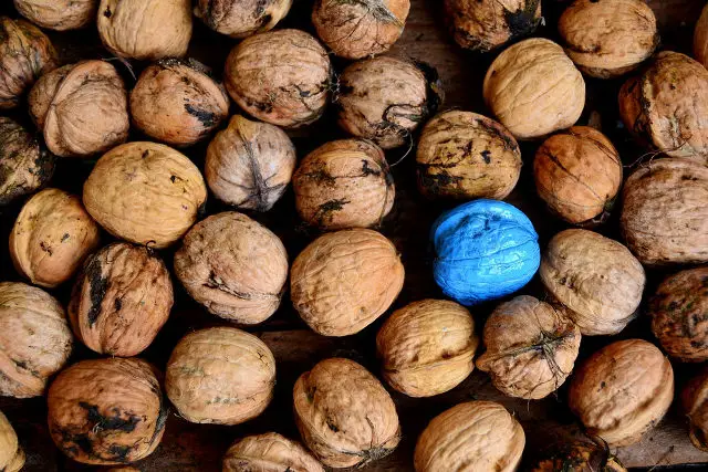 blue walnut