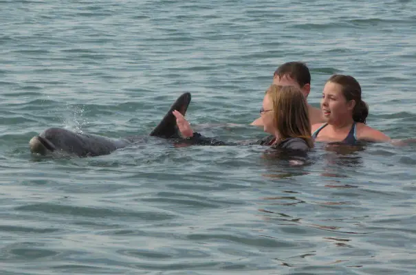 BDMLR Dolphin