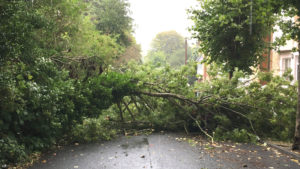 Trinity Road Ventnor - Tree Down - Aug 2017 - IMG_5787