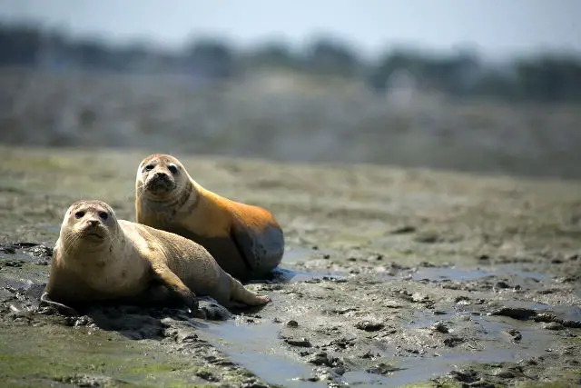 Common seals pair