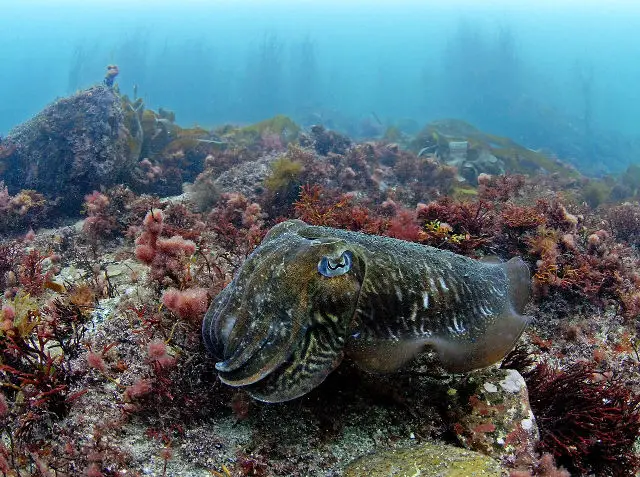 Cuttlefish in habitat