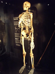 archers skeleton from the mary rose 