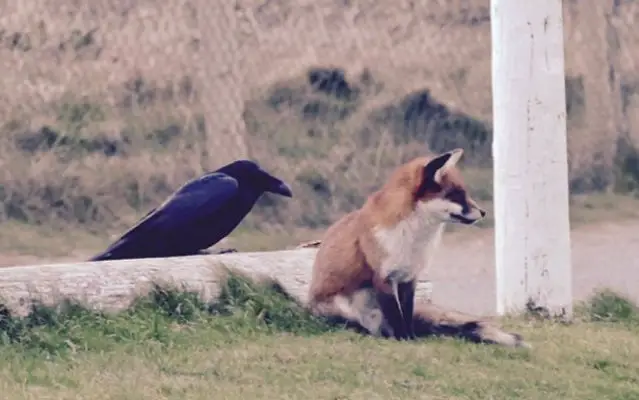 crow and fox at needles