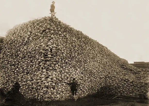 Pile of bison skulls