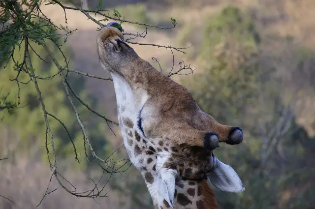 giraffe eating berries