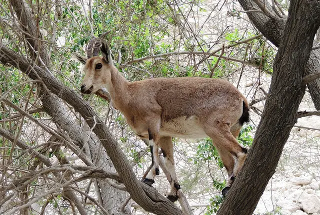 goat in tree
