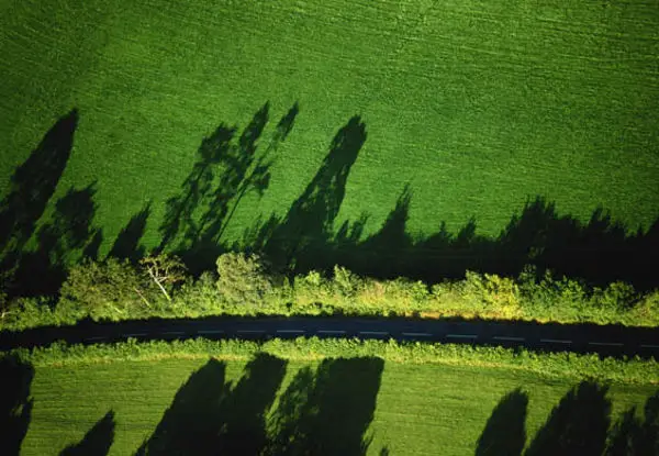 hedgerow from the air