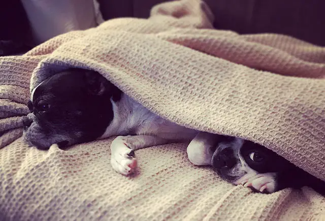 pugs under blanket