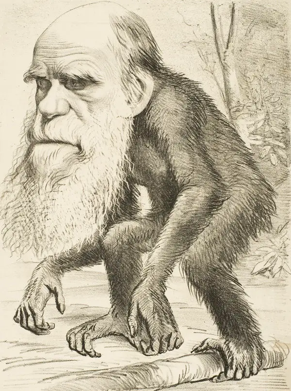cartoon Charles Darwin as an ape