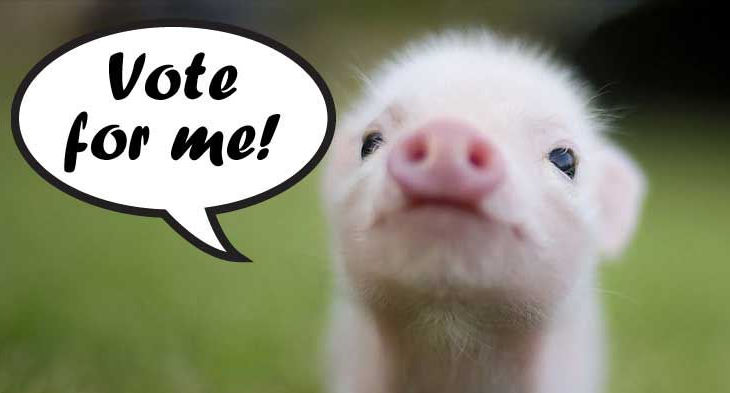 vote for me piglet