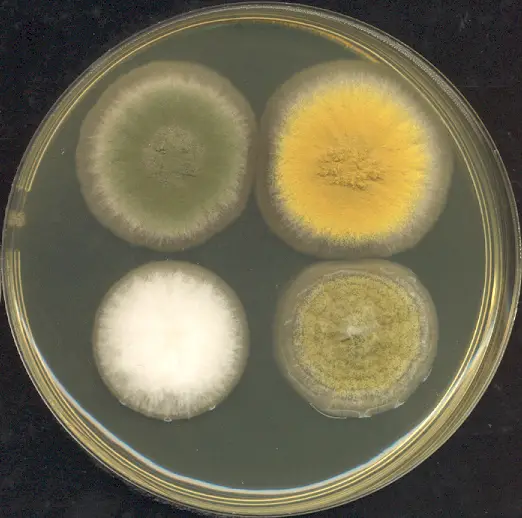 Aspergillus colonieson Petri dish 