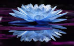 blue water lily