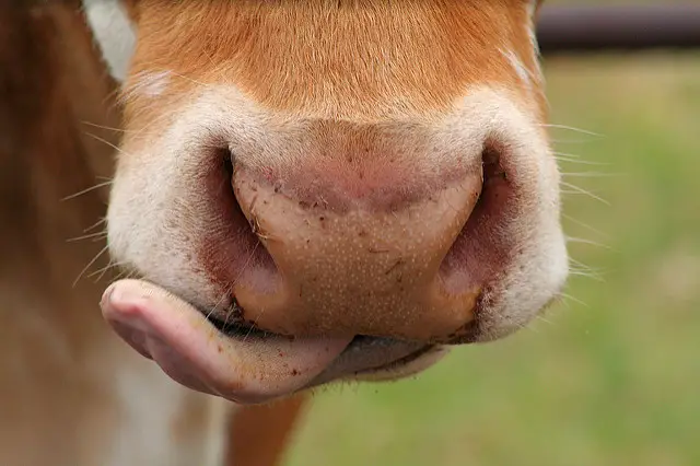 cow licking its lips