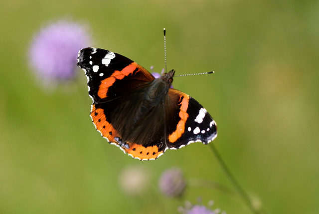 Alan's favourite butterfly - the Red Admiral_credit Iain H Leach