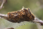 brown tail moth caterpillar
