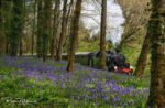 pow bluebells and steam