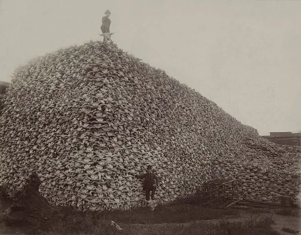 Bison skull pile