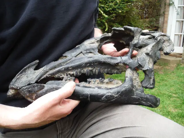 Iguanodon skull found at Brook Bay 