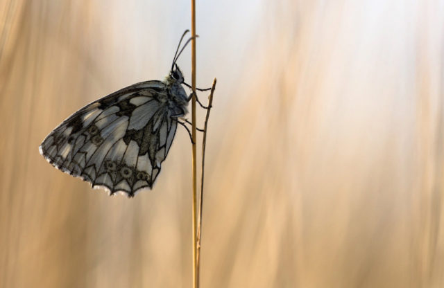 Marbled White by Rob Blanken, Butterfly Conservation