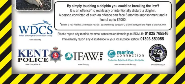 Warning about swimming with Dolphins