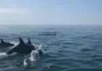 kian forster dolphins
