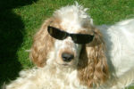 dog with sunglasse