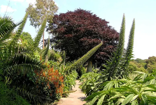 ventnor botanic garden