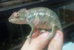 wight vipers baby chameleon