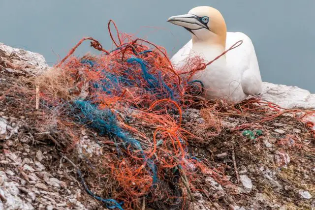 Bird and sea net