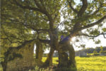 The Quarr Abbey Oak