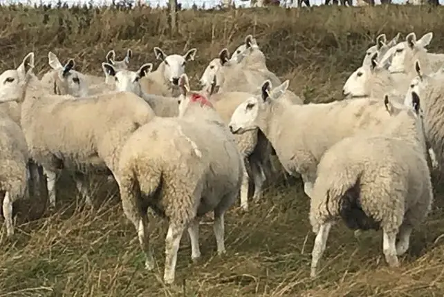 cheverton farm - sheep