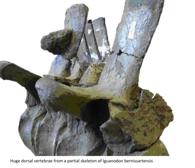 Large backbone vertebrae from a huge Iguanodon