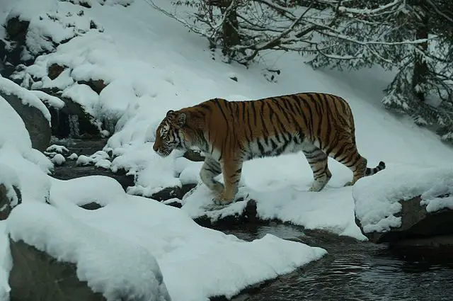 Siberian Tiger enjoying snow 
