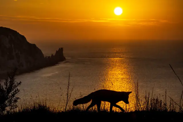 Fox at Sunset with the Needles in the background by Paul Varcoe