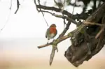 Robin redbreast on a tree branch