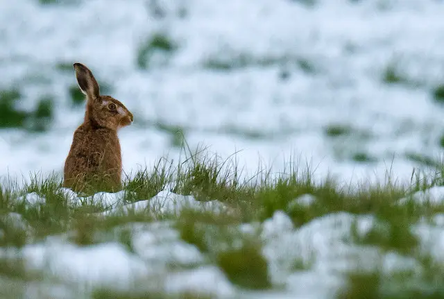 Hare-on-a-snowy-ridge Nick Edwards