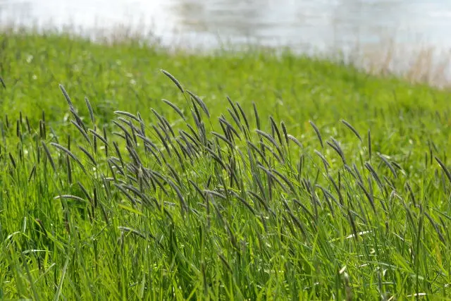 grass by the riverside